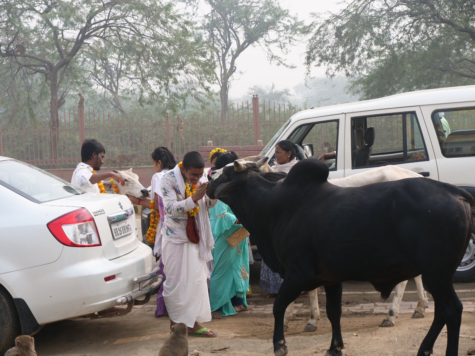 168 Gopashtami Radha kunda Govardhan 19.11.04